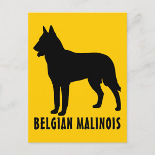 Belgiska Malinois Vykort