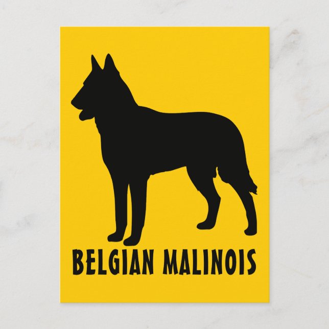 Belgiska Malinois Vykort (Framsida)