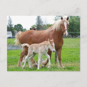 belgiska Mare och Filly Vykort