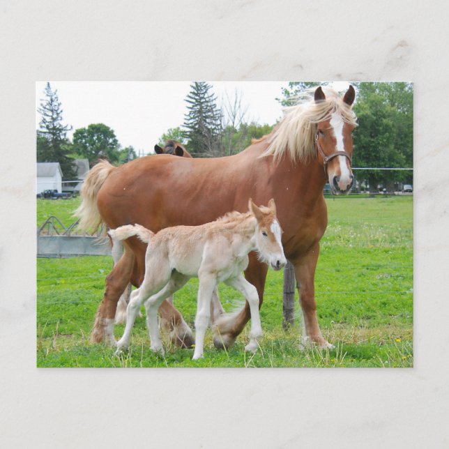 belgiska Mare och Filly Vykort (Framsida)