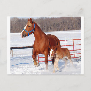 belgiska Mare och Filly Vykort