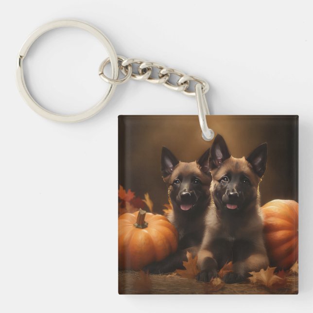 Belgiska schepherd Puppy Autumn Delight Pumpkin (Framsidan)