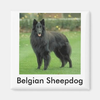 Belgiska Sheepdog Magnet