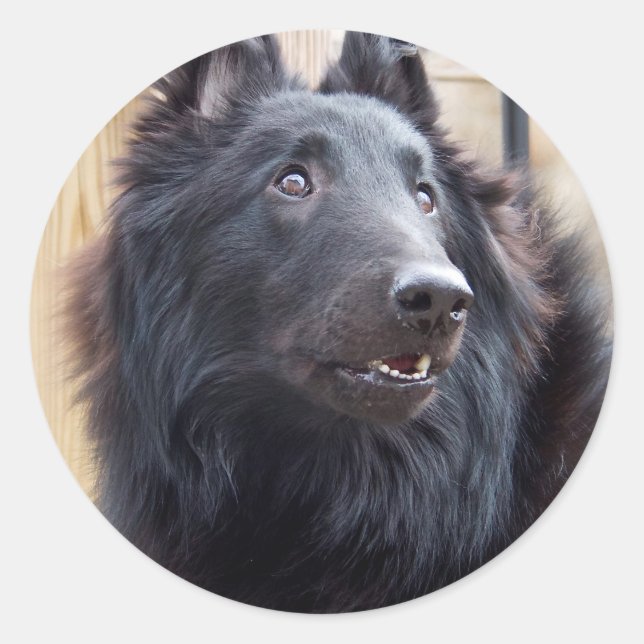 Belgiska Sheepdog Runt Klistermärke (Framsida)