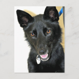 Belgiska Sheepdog-Shepherd Vykort