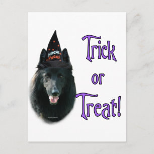 Belgiska Sheepdog Trick Vykort