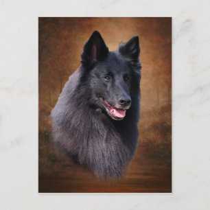 Belgiska Sheepdog Vykort