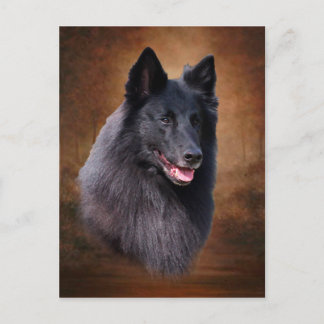 Belgiska Sheepdog Vykort