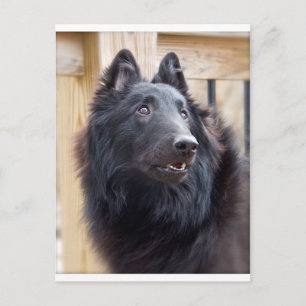 Belgiska Sheepdog Vykort