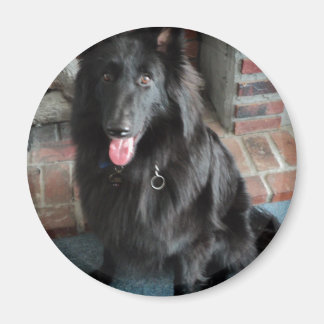 Belgiska Shepherd alias "The Black Varg" Magnet