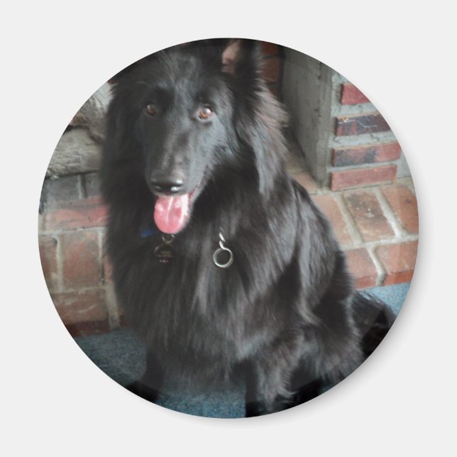 Belgiska Shepherd alias "The Black Varg" Magnet (Framsidan)