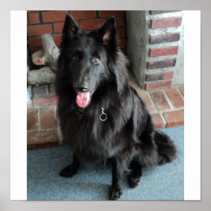 Belgiska Shepherd alias "The Black Varg" Poster