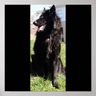 Belgiska Shepherd alias "The Black Varg" Poster