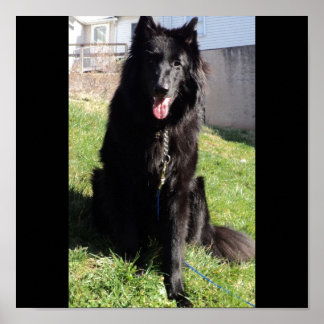 Belgiska Shepherd alias "The Black Varg" Poster