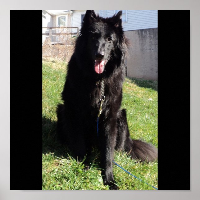 Belgiska Shepherd alias "The Black Varg" Poster (Framsidan)