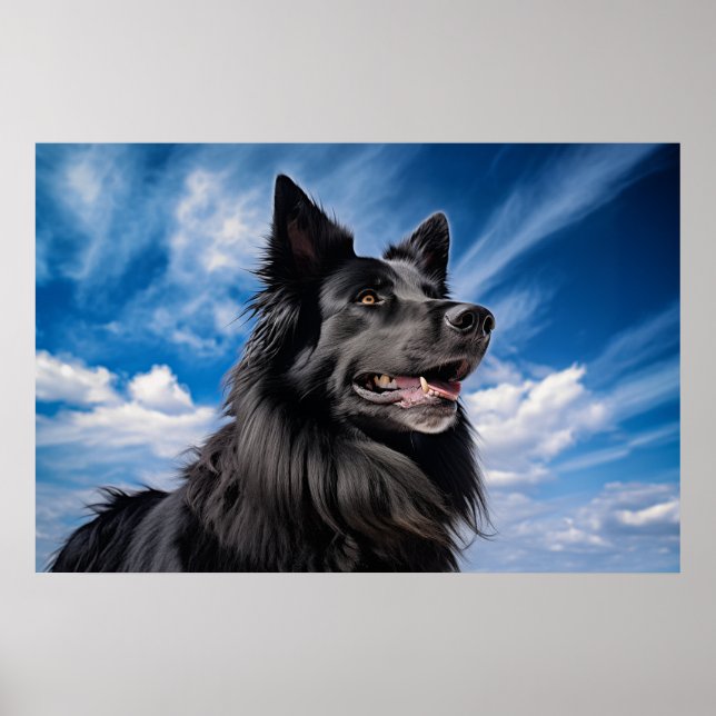 Belgiska shepherd Groenendael Poster (Framsidan)