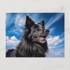 Belgiska shepherd Groenendael Vykort