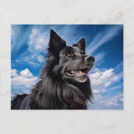 Belgiska shepherd Groenendael Vykort