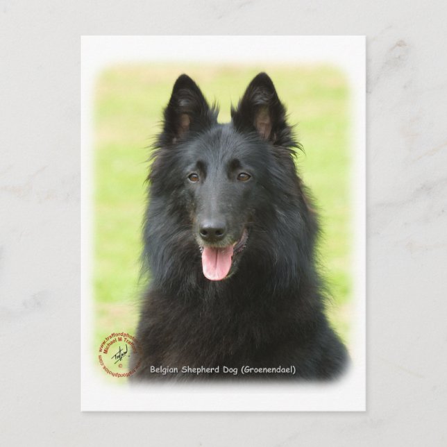Belgiska shepherd Hund 9M031D-24 Vykort (Framsida)