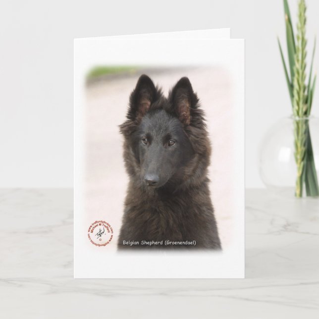 Belgiska Shepherd Hund 9R096D-022 Kort (Framsida)