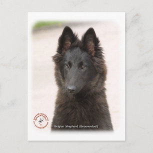 Belgiska Shepherd Hund 9R096D-022 Vykort