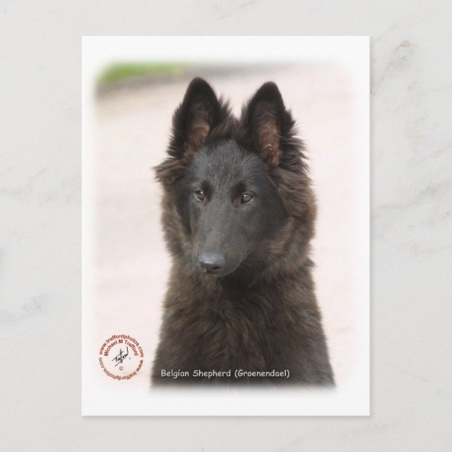 Belgiska Shepherd Hund 9R096D-022 Vykort (Framsida)