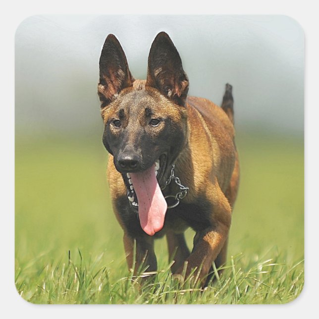 Belgiska Shepherd Hund Fyrkantigt Klistermärke (Framsida)