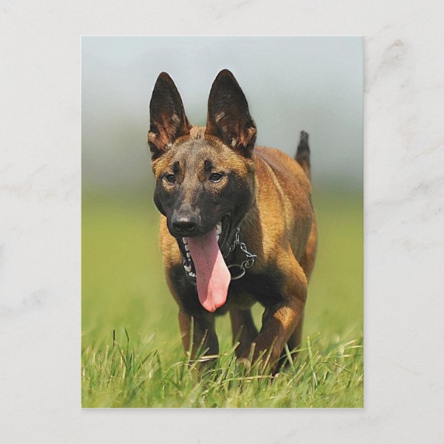 Belgiska Shepherd Hund Vykort (Framsida)