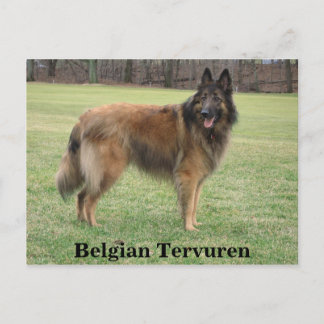 Belgiska shepherd vykort