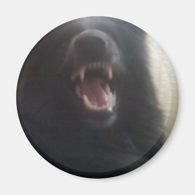 Belgiska Shepherd's Teeth alias "The Black Varg" Magnet (Framsidan)