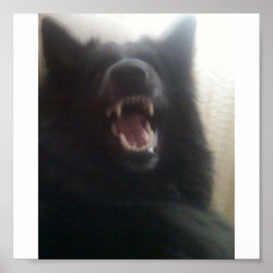 Belgiska Shepherd's Teeth alias "The Black Varg" Poster