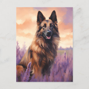 Belgiska Tervuren i Lavender fält Vykort