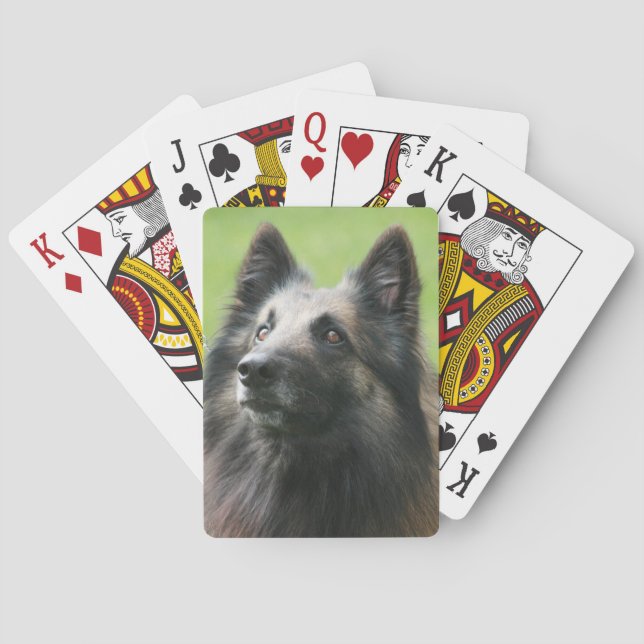 Belgiska Tervuren Kortlek (Baksidan)
