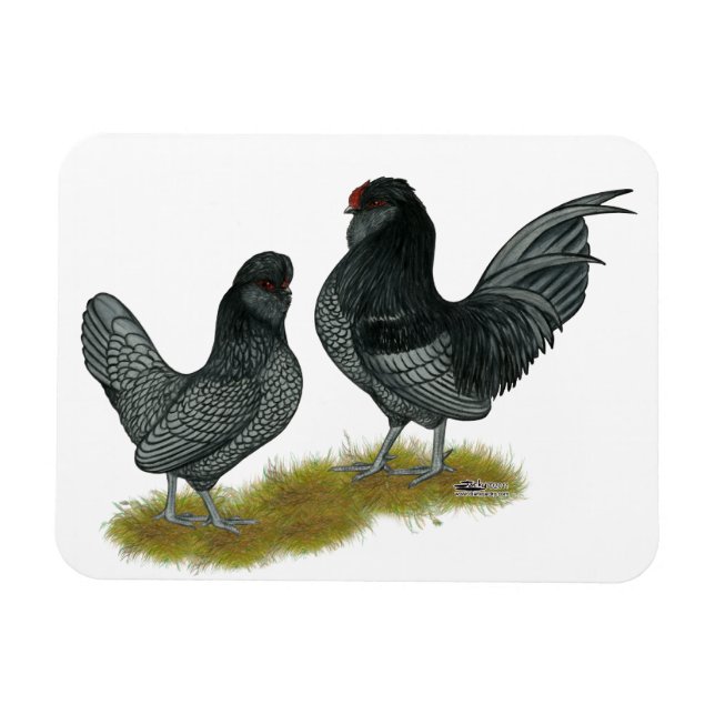 Belgiska Watermaal Bantams Magnet (Horisontell)