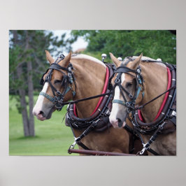Belgiskt hästteam poster