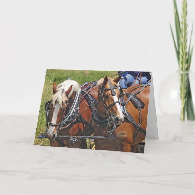 Belgiskt lag kort (Framsida)