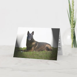 Belgiskt sjukförsäkringskort för malinois kort