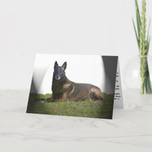 Belgiskt sjukförsäkringskort för malinois kort