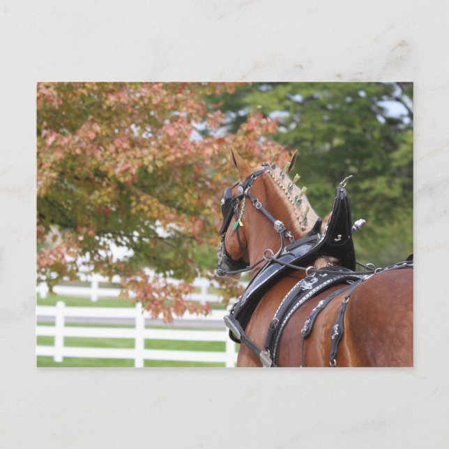 Belgiskt utkast till häst i Harness-vykort Vykort (Framsida)