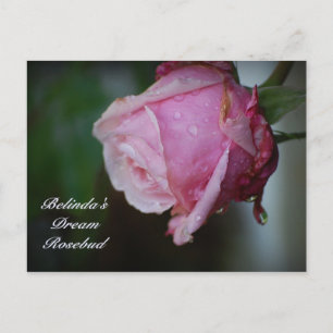 Belinda's Dream Rosenknopp Postcard Vykort