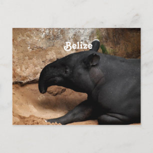 Belize Bairds Tapir Vykort