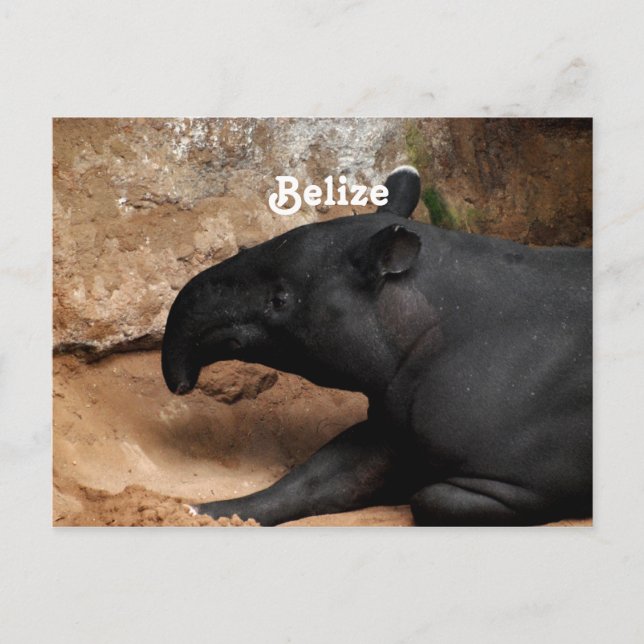 Belize Bairds Tapir Vykort (Framsida)