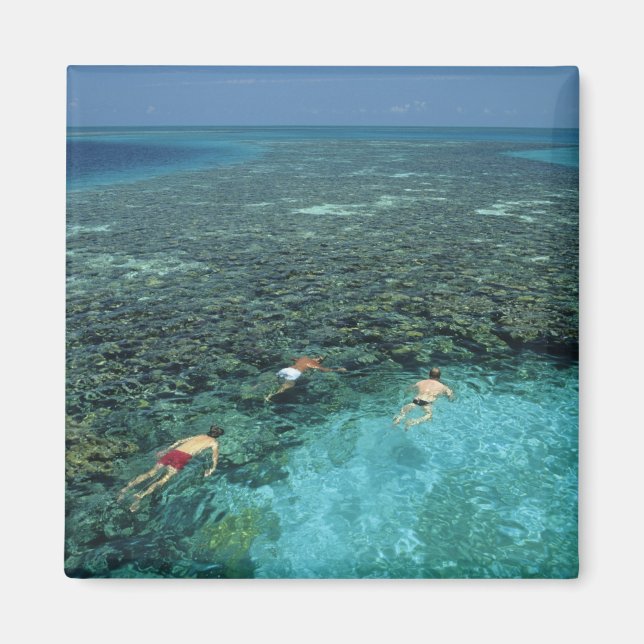 Belize, barriärrev, Lighthouse Reef, blå Magnet (Framsidan)