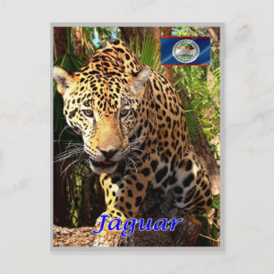 Belize - Belizean Jungles - Vykort