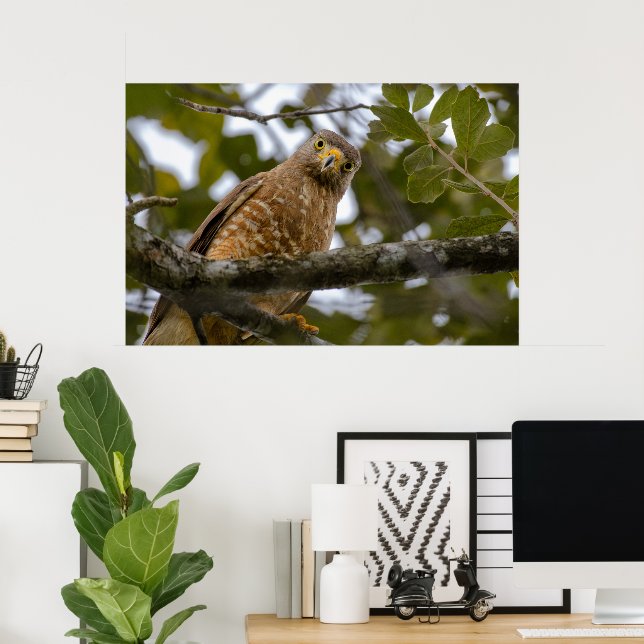 Belize Bird, Funny Brown Roadside Hawk Poster (Hemmakontoret)