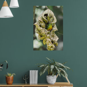 Belize Bird, Grönt Olive Backed Euphonia Poster