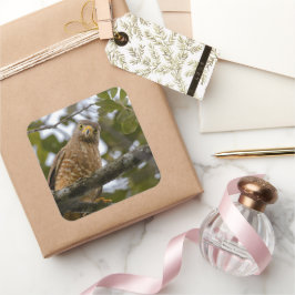 Belize Brown Roadside Hawk Bird Photography Fyrkantigt Klistermärke