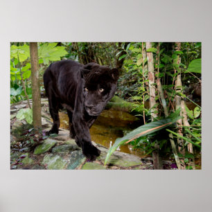 Belize City Zoo. Svart panna Poster