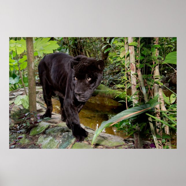 Belize City Zoo. Svart panna Poster (Framsidan)
