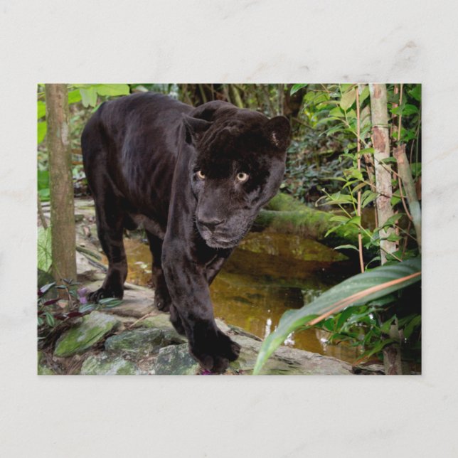 Belize City Zoo. Svart panna Vykort (Framsida)